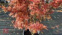 ACER PALMATUM JERRY SCHWARTZ - 3