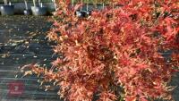 ACER PALMATUM JERRY SCHWARTZ - 4