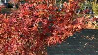 ACER PALMATUM JERRY SCHWARTZ - 5