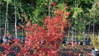 ACER PALMATUM JERRY SCHWARTZ - 7