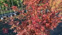 ACER PALMATUM JERRY SCHWARTZ - 8