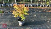 ACER PALMATUM ORANGE DREAM