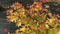 ACER PALMATUM ORANGE DREAM - 3