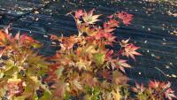 ACER PALMATUM ORANGE DREAM - 4