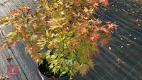 ACER PALMATUM ORANGE DREAM - 5