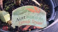 ACER PALMATUM ORANGE DREAM - 6