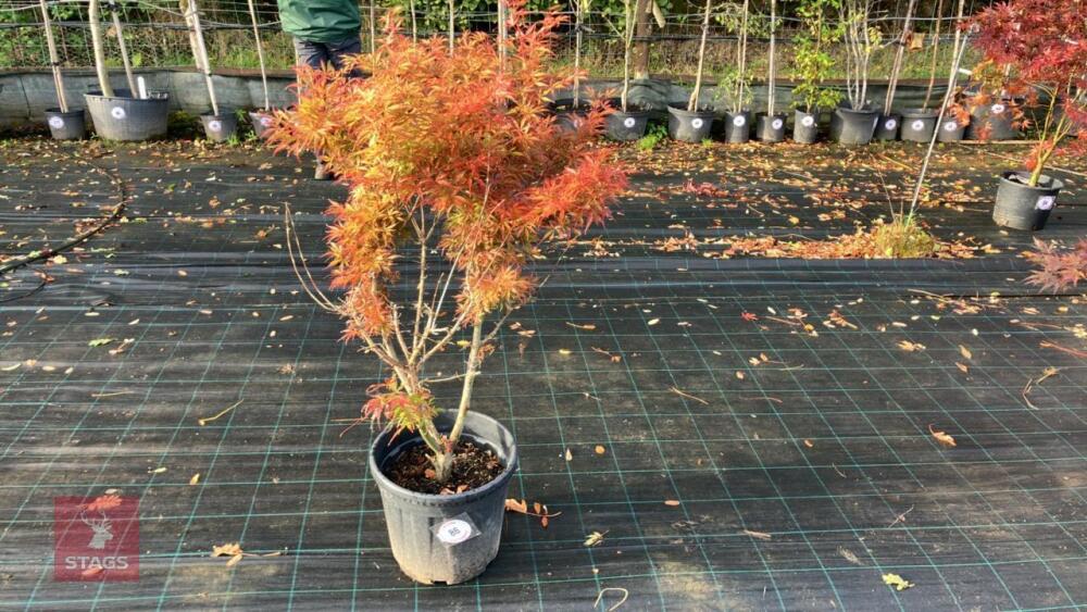 ACER PALMATUM JERRY SCHWARTZ