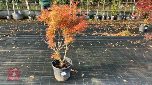 ACER PALMATUM JERRY SCHWARTZ