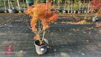 ACER PALMATUM JERRY SCHWARTZ