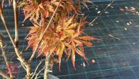 ACER PALMATUM JERRY SCHWARTZ - 2