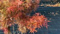 ACER PALMATUM JERRY SCHWARTZ - 3