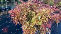 ACER PALMATUM JERRY SCHWARTZ - 4