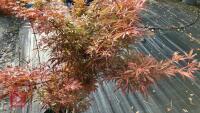 ACER PALMATUM JERRY SCHWARTZ - 5