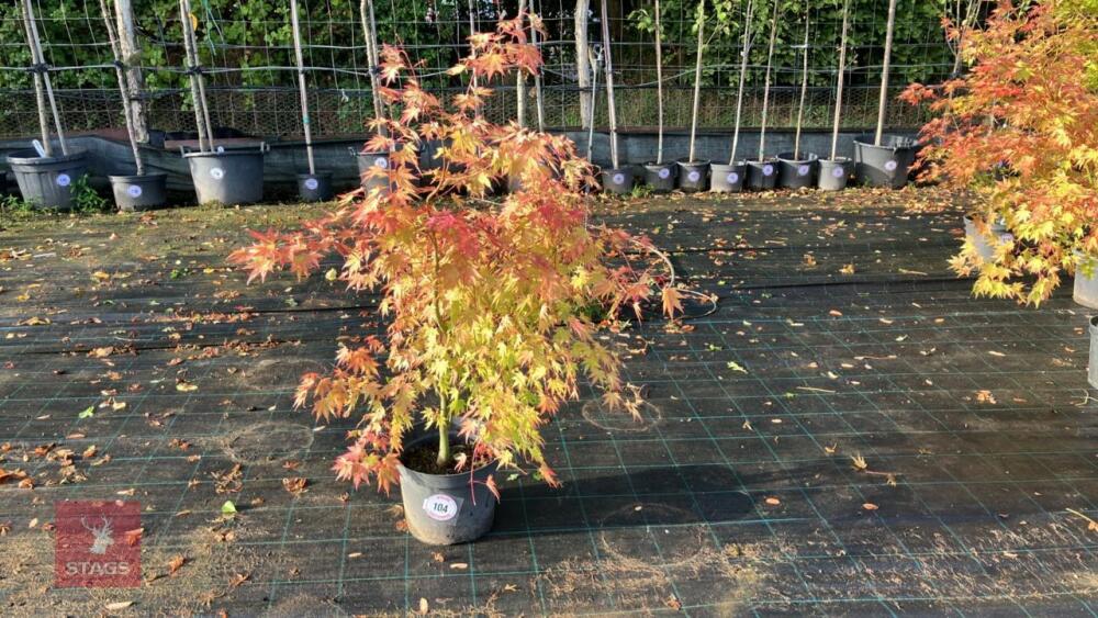 ACER PALMATUM ORANGE DREAM
