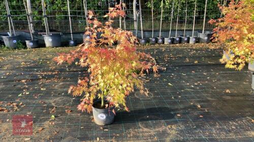 ACER PALMATUM ORANGE DREAM