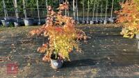 ACER PALMATUM ORANGE DREAM