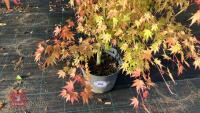 ACER PALMATUM ORANGE DREAM - 2