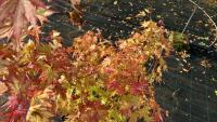 ACER PALMATUM ORANGE DREAM - 4