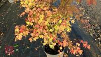 ACER PALMATUM ORANGE DREAM - 6