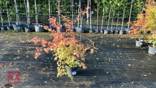 ACER PALMATUM ORANGE DREAM