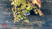 ACER PALMATUM ORANGE DREAM - 2