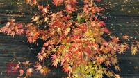 ACER PALMATUM ORANGE DREAM - 3