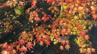 ACER PALMATUM ORANGE DREAM - 4