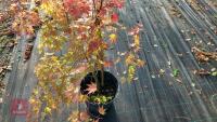 ACER PALMATUM ORANGE DREAM - 5