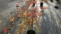 ACER PALMATUM ORANGE DREAM - 6