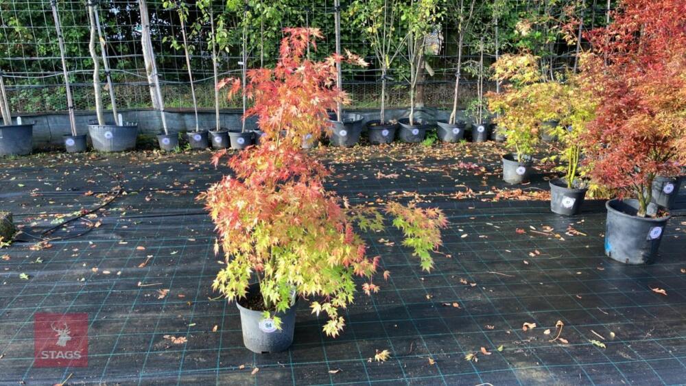 ACER PALMATUM ORANGE DREAM