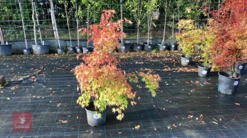 ACER PALMATUM ORANGE DREAM