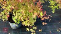 ACER PALMATUM ORANGE DREAM - 2