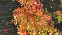 ACER PALMATUM ORANGE DREAM - 3