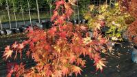 ACER PALMATUM ORANGE DREAM - 4