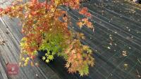 ACER PALMATUM ORANGE DREAM - 5