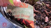 ACER PALMATUM ORANGE DREAM - 6