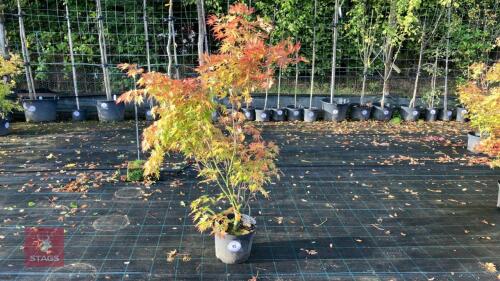 ACER PALMATUM ORANGE DREAM