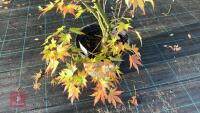ACER PALMATUM ORANGE DREAM - 2