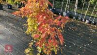ACER PALMATUM ORANGE DREAM - 4