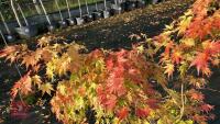 ACER PALMATUM ORANGE DREAM - 5
