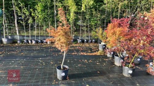 ACER PALMATUM JERRY SCHWARTZ