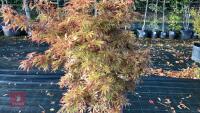 ACER PALMATUM JERRY SCHWARTZ - 4