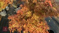 ACER PALMATUM JERRY SCHWARTZ - 6