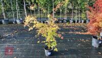 ACER PALMATUM ORANGE DREAM