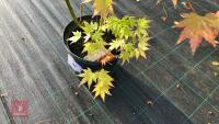 ACER PALMATUM ORANGE DREAM - 2