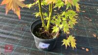 ACER PALMATUM ORANGE DREAM - 3