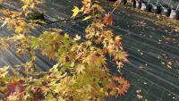 ACER PALMATUM ORANGE DREAM - 5