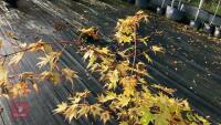 ACER PALMATUM ORANGE DREAM - 7