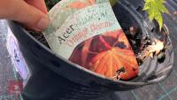 ACER PALMATUM ORANGE DREAM - 8