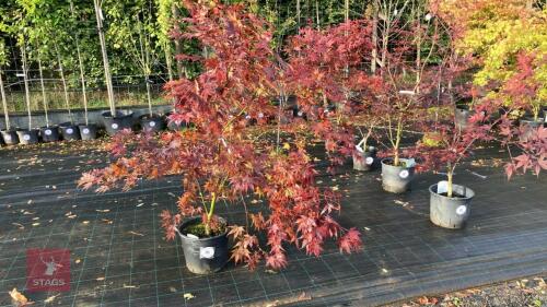 ACER PALMATUM BLOODGOOD